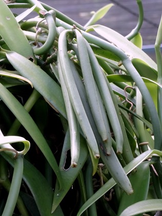 103.  Opunohu Bay, Moorea