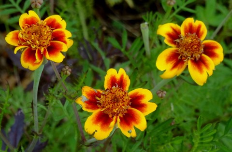 103. Waitangi, New Zealand