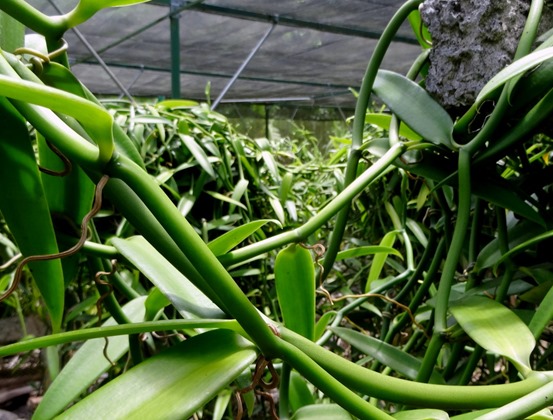 104.  Opunohu Bay, Moorea