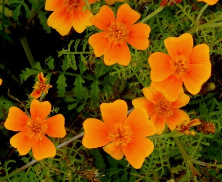 104. Waitangi, New Zealand