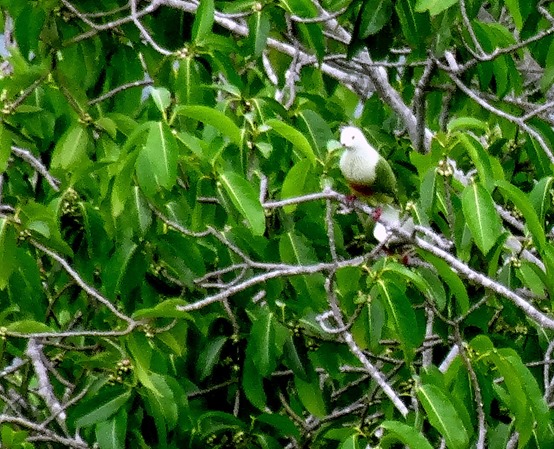108. Nuku Hiva, Marquesa Islands