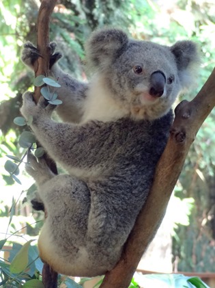 109. Sydney, Australia  (Day 1)