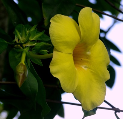 110. Papeete, Tahiti