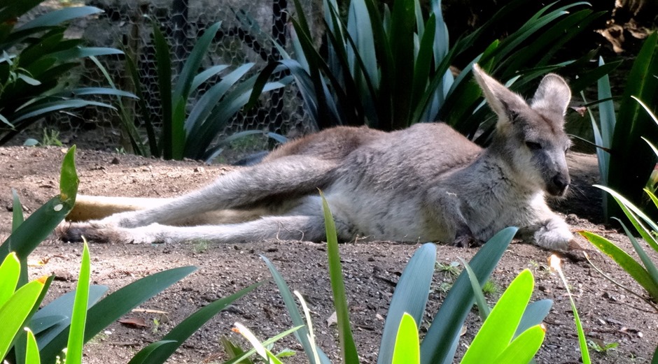 111. Sydney, Australia  (Day 1)