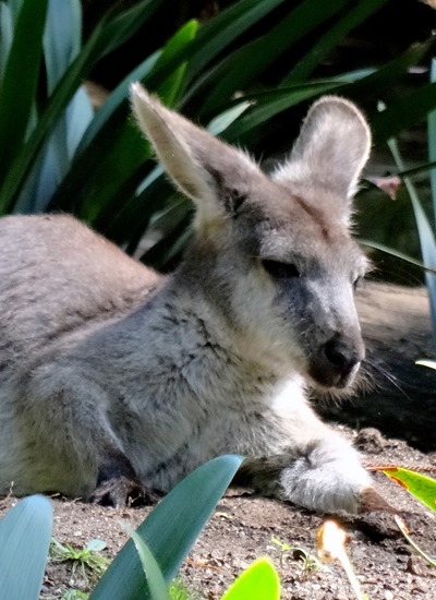 113. Sydney, Australia  (Day 1)