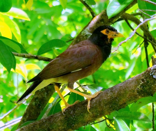 115. Papeete, Tahiti