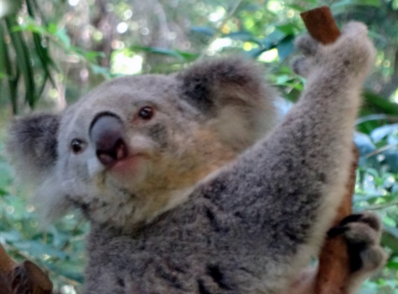 116a. Sydney, Australia  (Day 1)