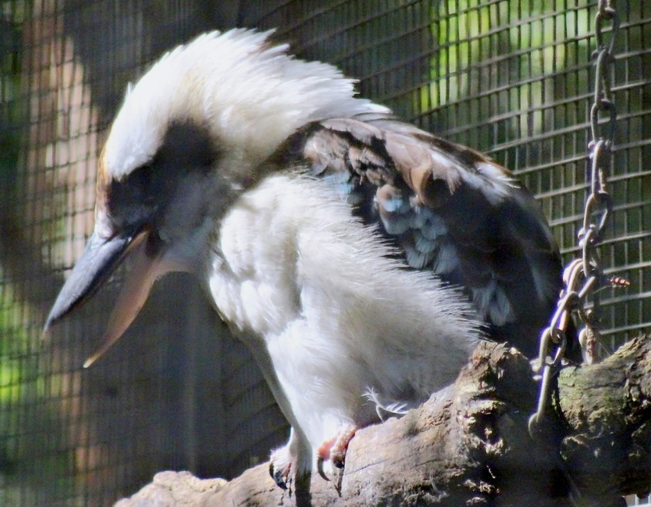 118. Sydney, Australia  (Day 1)