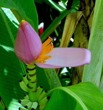129.  Opunohu Bay, Moorea