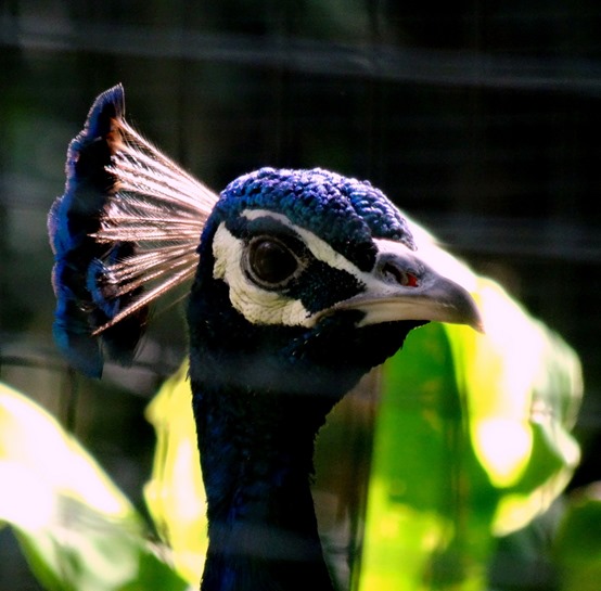 129. Sydney, Australia  (Day 1)