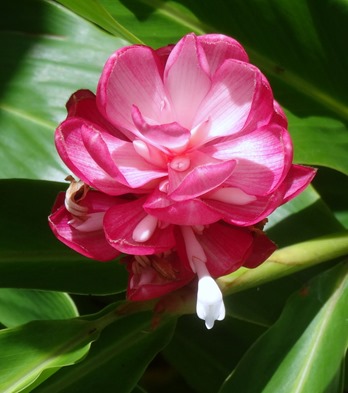 130.  Opunohu Bay, Moorea