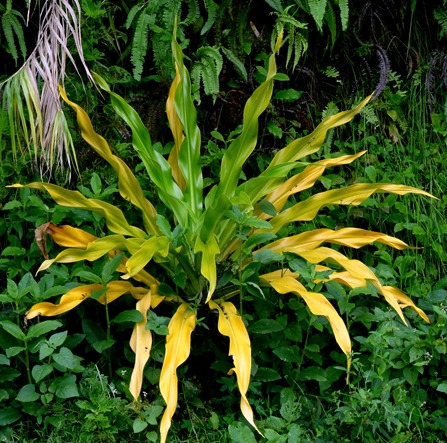 133. Nuku Hiva, Marquesa Islands