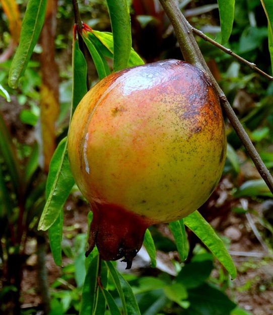 135.  Opunohu Bay, Moorea