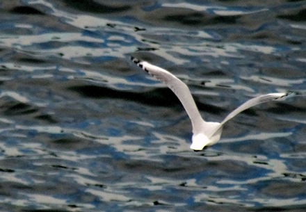 135. Sydney, Australia  (Day 2)