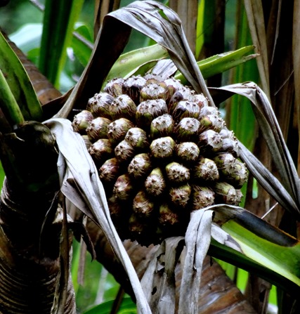 136. Nuku Hiva, Marquesa Islands