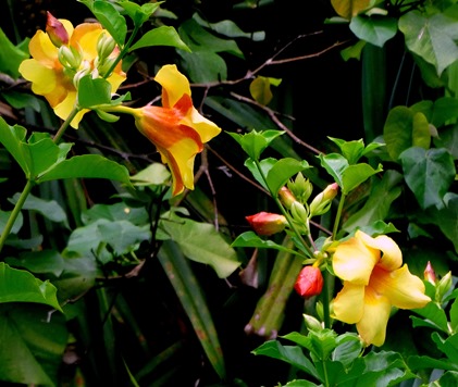 137a. Nuku Hiva, Marquesa Islands