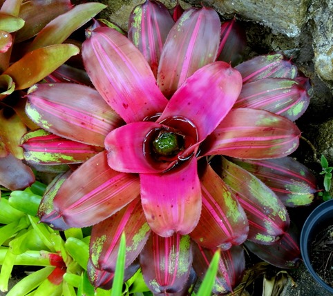 139.  Opunohu Bay, Moorea