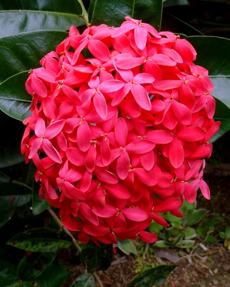 140.  Opunohu Bay, Moorea