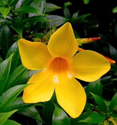 142.  Opunohu Bay, Moorea