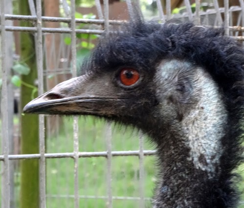 142a. Sydney, Australia  (Day 1)