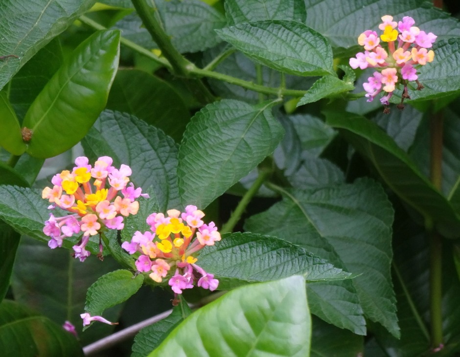 144.  Opunohu Bay, Moorea