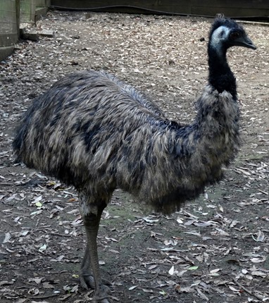 144. Sydney, Australia  (Day 1)