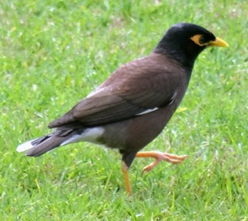 144. Waitangi, New Zealand