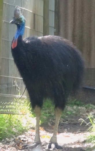 146. Sydney, Australia  (Day 1)