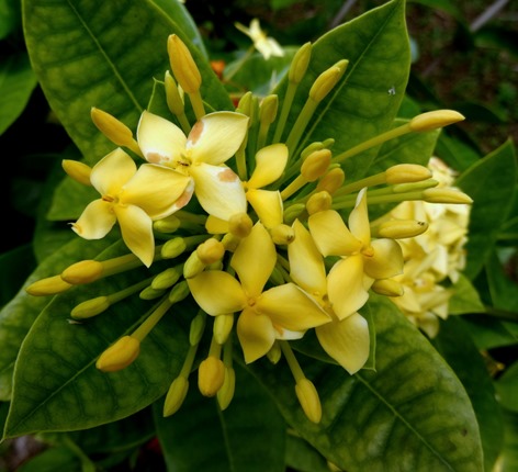 148.  Opunohu Bay, Moorea