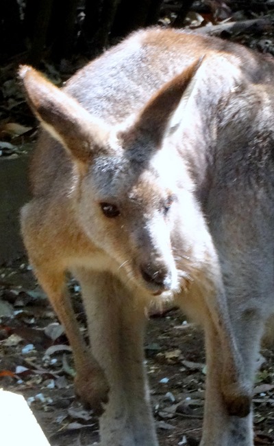 153. Sydney, Australia  (Day 1)