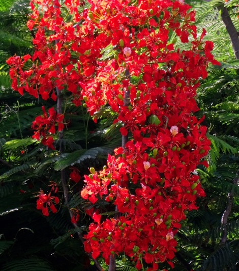 155. Papeete, Tahiti