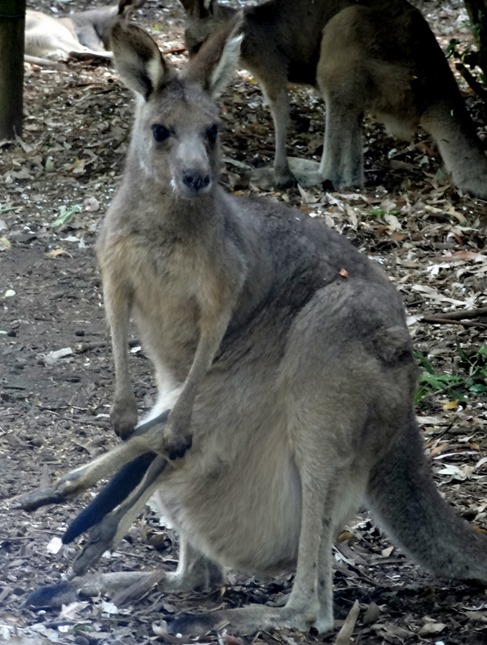 156. Sydney, Australia  (Day 1)