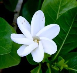 171. Nuku Hiva, Marquesa Islands