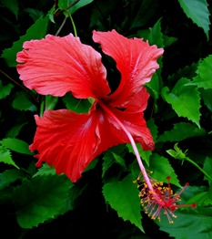 186. Nuku Hiva, Marquesa Islands