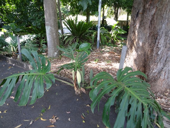 189. Sydney, Australia  (Day 1)