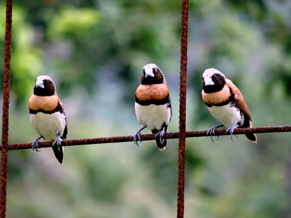 192. Nuku Hiva, Marquesa Islands