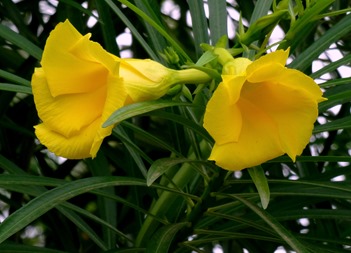 195. Nuku Hiva, Marquesa Islands