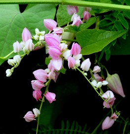 198. Nuku Hiva, Marquesa Islands