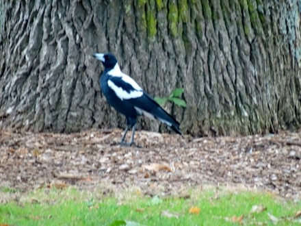 21. Aukland, New Zealand