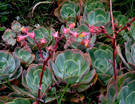 210. Waitangi, New Zealand