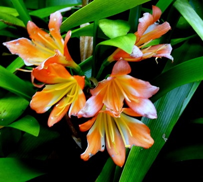 214. Waitangi, New Zealand