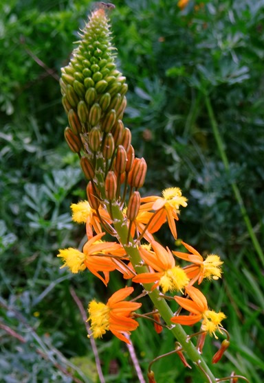 215. Waitangi, New Zealand