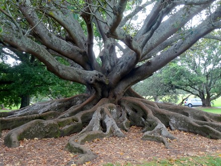 22. Aukland, New Zealand