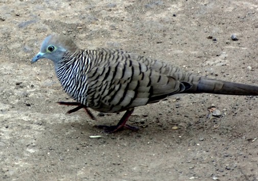 245. Nuku Hiva, Marquesa Islands