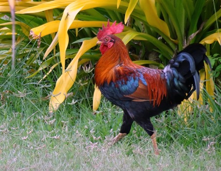 247. Nuku Hiva, Marquesa Islands