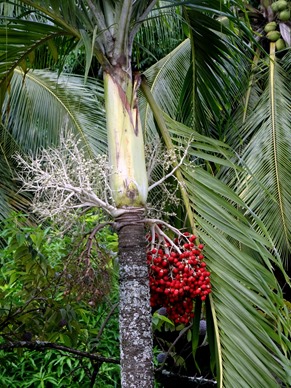 251. Nuku Hiva, Marquesa Islands