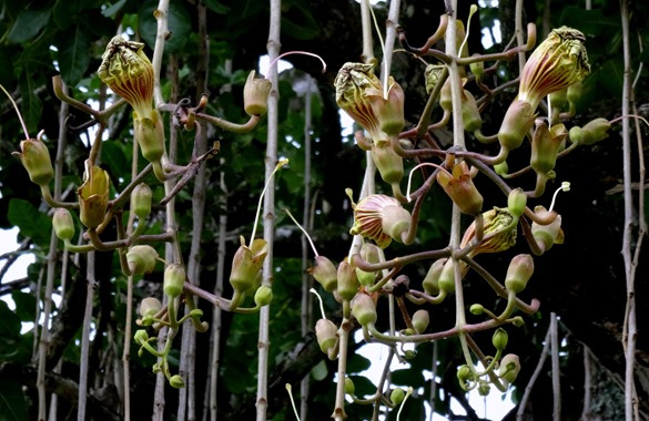 254. Nuku Hiva, Marquesa Islands