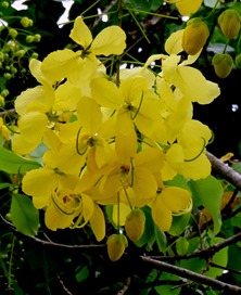 255. Nuku Hiva, Marquesa Islands