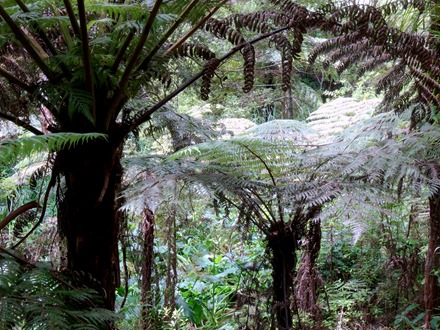255. Waitangi, New Zealand