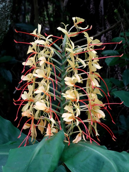 257. Waitangi, New Zealand